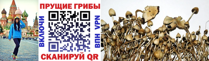 купить наркотик  Нефтеюганск  Псилоцибиновые грибы Psilocybine cubensis 